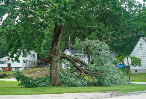 Best Emergency Tree Removal  in Huntington Bay, NY