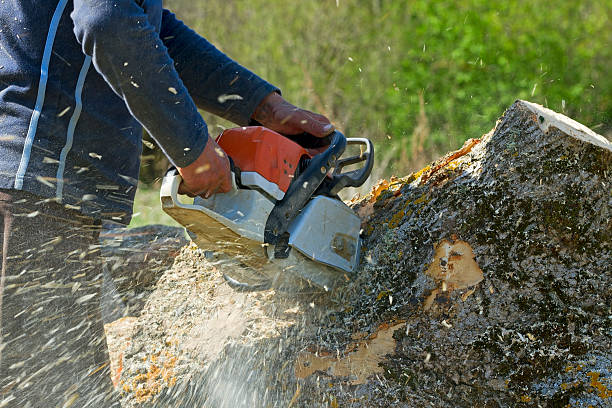 Best Tree and Shrub Care  in Huntington Bay, NY